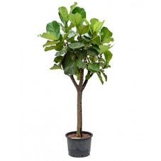 ficus lyrata - tige - 220 cm