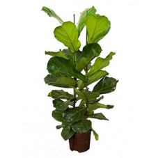 ficus lyrata touffe 110 cm...