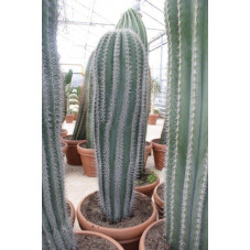 pachycereus pringlei 175 cm