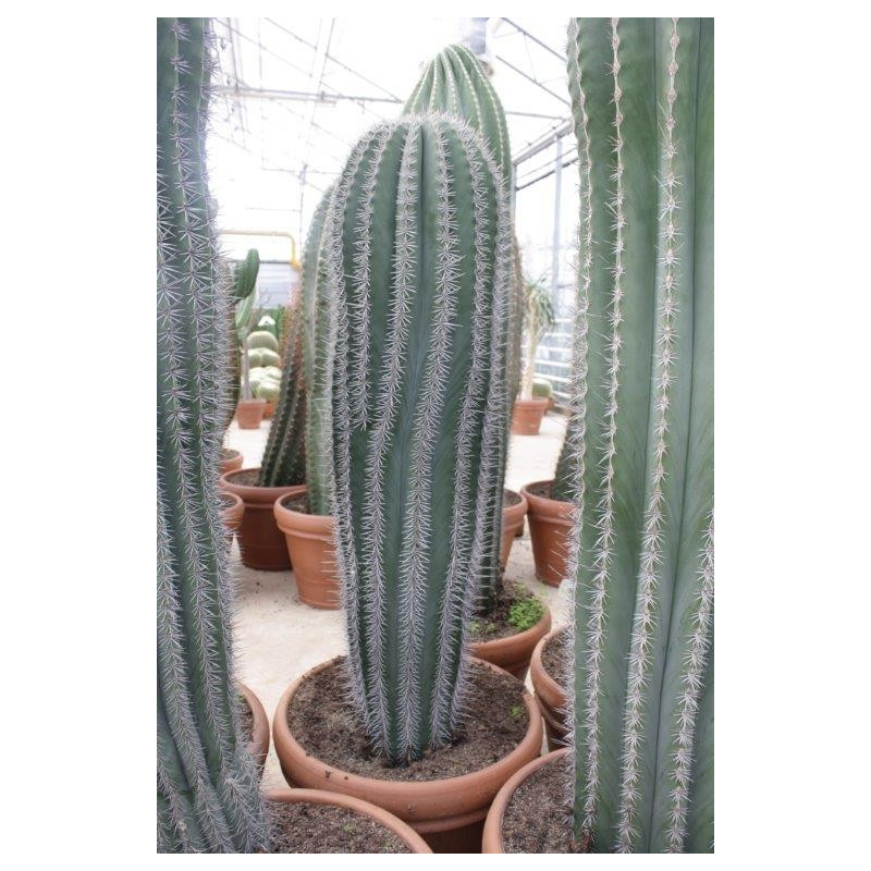 pachycereus pringlei 175 cm