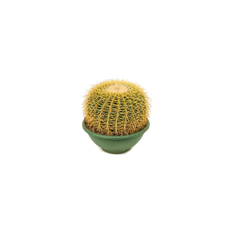echinocactus grusonii 35 cm