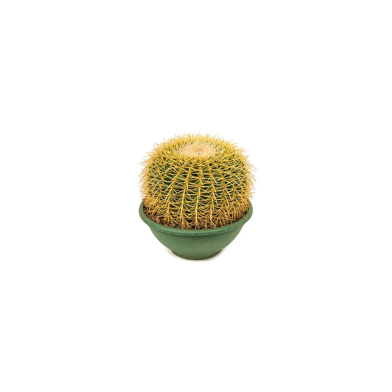 echinocactus grusonii 35 cm echinocactus grusonii 35 cm