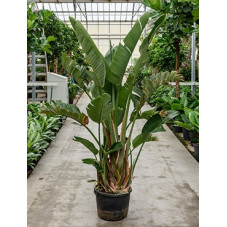 Strelitzia nicolai  - 200 cm