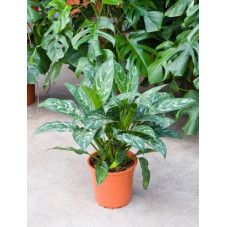 aglaonema green lady