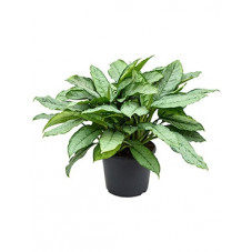 aglaonema freedman