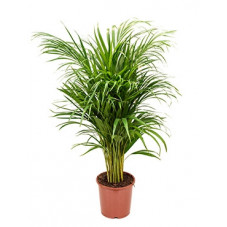 palmier d'Arec - areca 100 cm