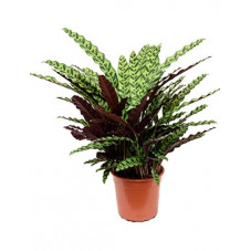 calathea insignis