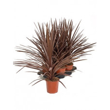 cordyline 80 cm - pot diamètre 17 cm (3 litres)