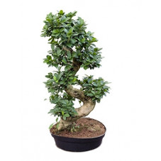 Ficus microcarpa compacta...