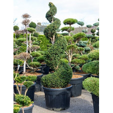 if commun - spirale - 230 cm