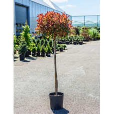 photinia fraseri red Robin...