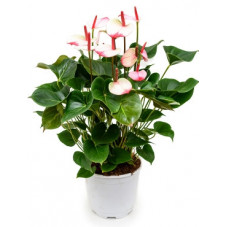 anthurium and. Amalia elegance