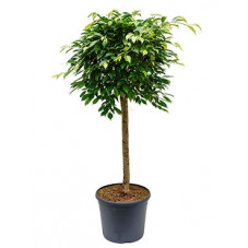 ficus foliole - tige 140 cm