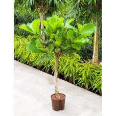 ficus lyrata tige - 140-150...