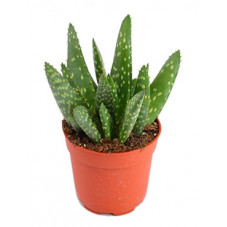 aloe paradisicum - lot de 3