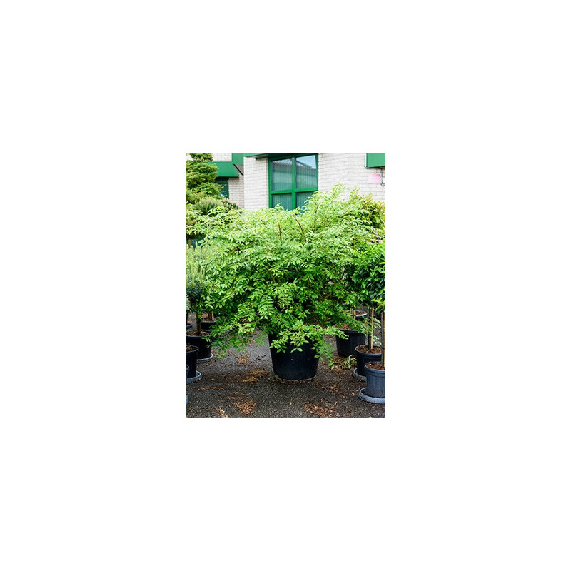 fusain ailé en buisson au printemps fusain ailé en buisson au printemps