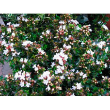 Abelia grandiflora prostrata