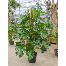 philodendron pertusum -...