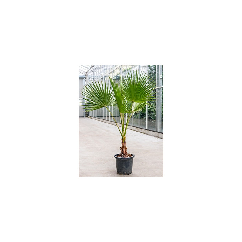 palmier du Mexique 160 cm - washingtonia robusta