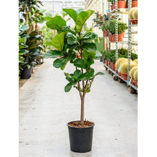 ficus lyrata tige - figuier...