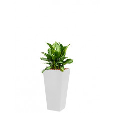 bac carré planté - aglaonema