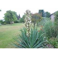 Yucca filamentosa