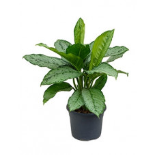 aglaonema freedman - 70 cm