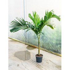 veitchia merrillii 200 cm - pot diamètre 30 cm