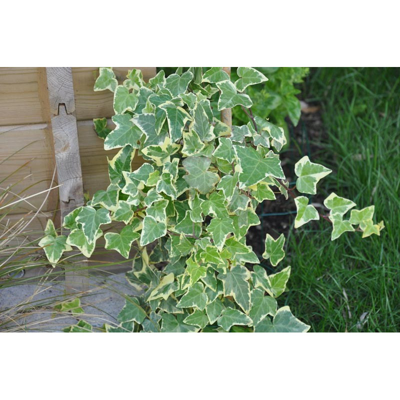 Hedera helix " glacier" (lierre panaché)