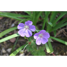 géranium vivace Rozanne