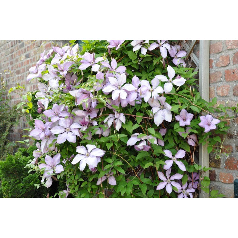 Clematis  (clématite)