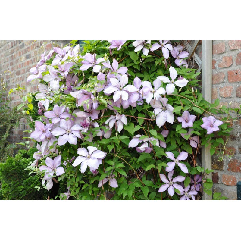Clematis (clématite) Clematis (clématite)
