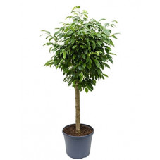 ficus columnar tige 150 cm