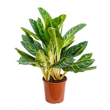 aglaonema key lime