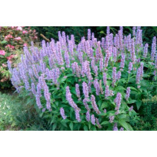 agastache blue fortune