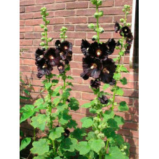 rose trémière noire - alcea...