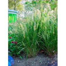 calamagrostis - herbe aux diamants en taille adulte avec ses épis