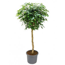 ficus benjamina - boule sur...