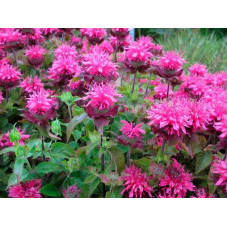 monarde pink suprème