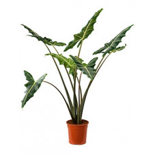 alocasia Sarrian