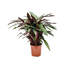 calathea rufibarba wavestar