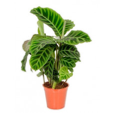 calathea zebrina - le lot...