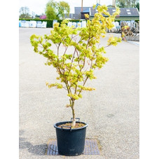érable du Japon Osakazuki - hauteur 160 cm - pot diamètre 40 cm
