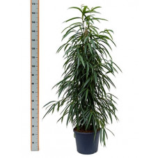 ficus alii - 140 cm