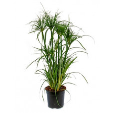 papyrus 105 cm - pot diamètre 21 cm