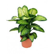 dieffenbachia lemon tropic