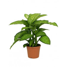 dieffenbachia tropic jewel