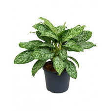 aglaonema green light  -...