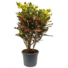 croton rocio