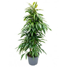 ficus amstel king 140 cm